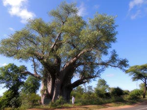 Ein Baobab