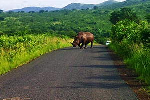 Nashorn im Hluhluwe-Nationalpark