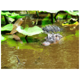 In den Everglades