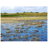In den Everglades