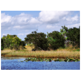 In den Everglades