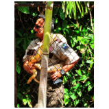 In den Everglades