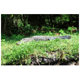 In den Everglades