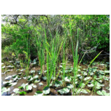 In den Everglades