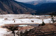 10_Yellowstone15_1000.jpg