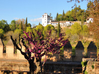 Alhambra_280.jpg