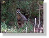 Ein Wallaby mit Nachwuchs