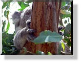 Im Oswin Roberts Koala Reserve