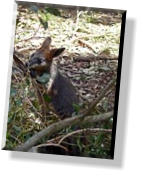 Im Oswin Roberts Koala Reserve