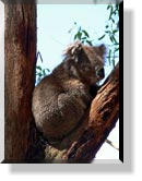 Im Oswin Roberts Koala Reserve