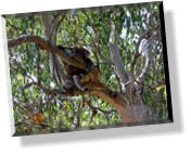 Im Oswin Roberts Koala Reserve