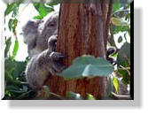 Im Oswin Roberts Koala Reserve