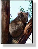 Im Oswin Roberts Koala Reserve