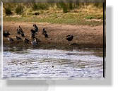 Silverleaves, Swan Lake und Rhyll Inlet