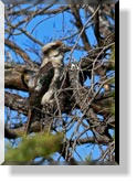 Am Rhyll Inlet - Ein Kookaburra