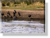 Silverleaves, Swan Lake und Rhyll Inlet