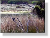 Silverleaves, Swan Lake und Rhyll Inlet