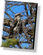 Am Rhyll Inlet - Ein Kookaburra