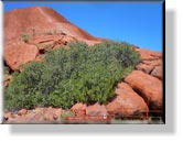 Uluru - Ayers Rock