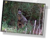 Ein Wallaby mit Nachwuchs