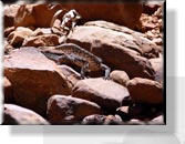 Watarrka - Im Kings Canyon