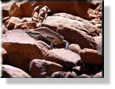 Watarrka - Im Kings Canyon