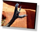 Im Alice Springs Reptile Center