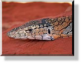 Im Alice Springs Reptile Center