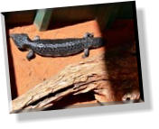 Im Alice Springs Reptile Center