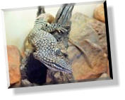 Im Alice Springs Reptile Center