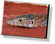 Im Alice Springs Reptile Center