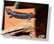 Im Alice Springs Reptile Center