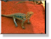 Im Alice Springs Reptile Center