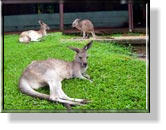 Kängurus im Wildlife Park der Rain Forest Station