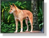 Ein Dingo im Wildlife Park der Rain Forest Station