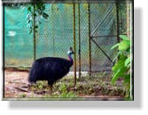 Ein Helmkasuar im Wildlife Park der Rain Forest Station