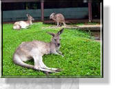 Kängurus im Wildlife Park der Rain Forest Station