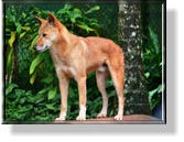 Ein Dingo im Wildlife Park der Rain Forest Station