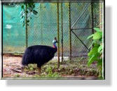 Ein Helmkasuar im Wildlife Park der Rain Forest Station