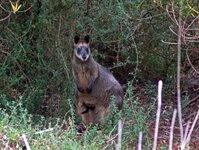 Wallaby mit Nachwuchs
