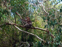 Oswin Roberts Koala Reserve