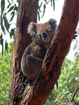 Oswin Roberts Koala Reserve