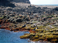 Die Seal Rocks