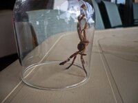 Ein Huntsman
