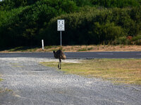 Ein Emu