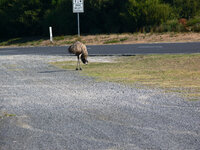 Ein Emu