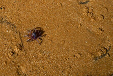Am Strand von Silverleafs