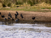 Am Swan Lake