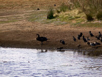 Am Swan Lake