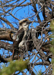 Kookaburra - Lachender Hans